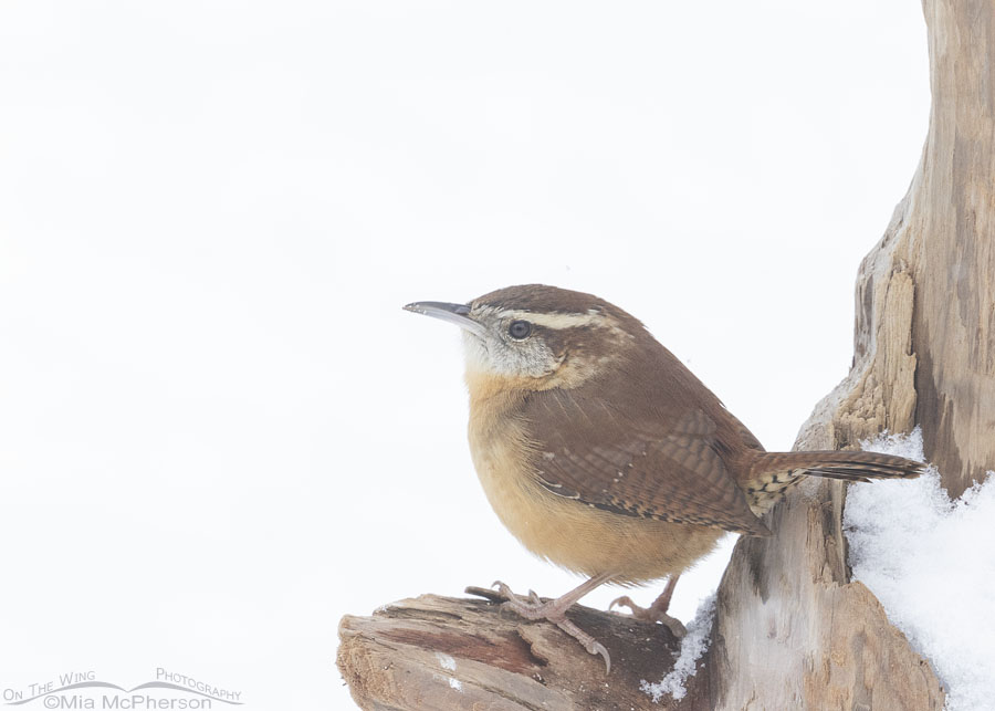 Snowy Carolina Wren in Arkansas, Sebastian County, Arkansas