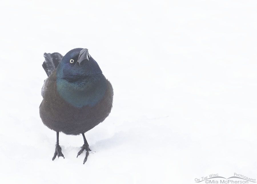 Winter Common Grackle in snow and fog, Sebastian County, Arkansas