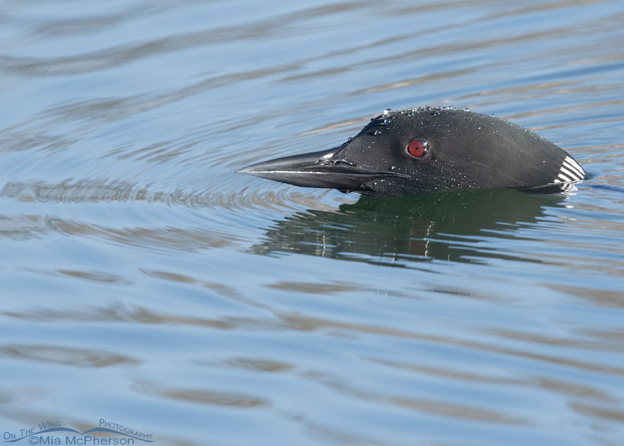 Common Loon close up, Salt Lake County, Utah