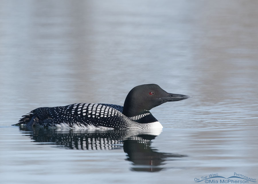 Migrating Common Loon stopping over, Salt Lake County, Utah