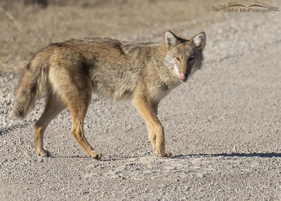 Coyote licking their nose at Joseph H. Williams Tallgrass Prairie Preserve, Osage County, Oklahoma