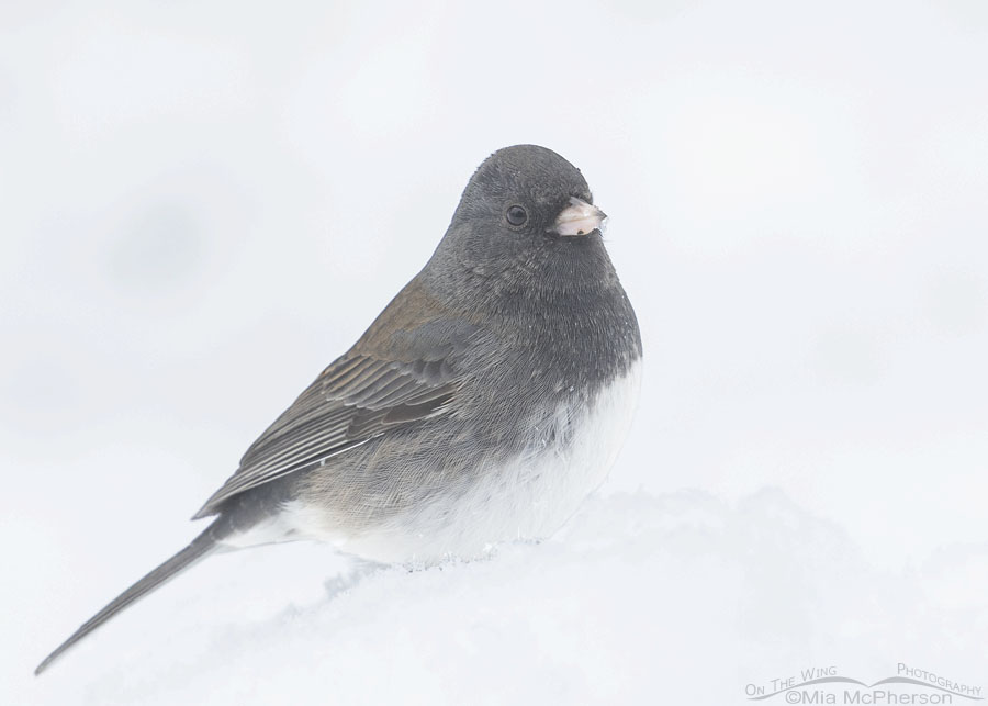 Resting Slate-colored Dark-eyed Junco in fog and snow, Sebastian County, Arkansas