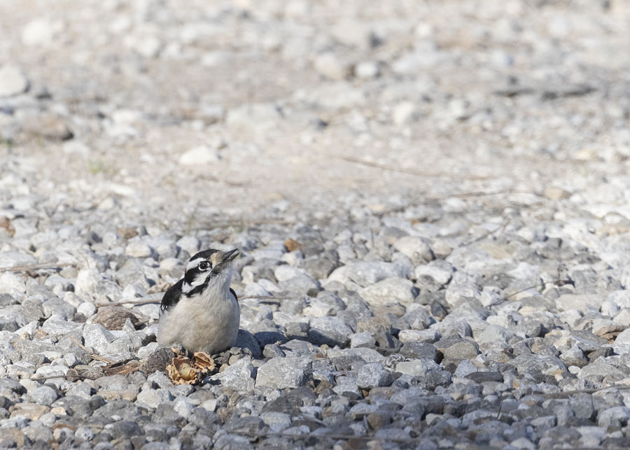 Downy Woodpecker eating a tree nut at Joseph H. Williams Tallgrass Prairie Preserve, Osage County, Oklahoma