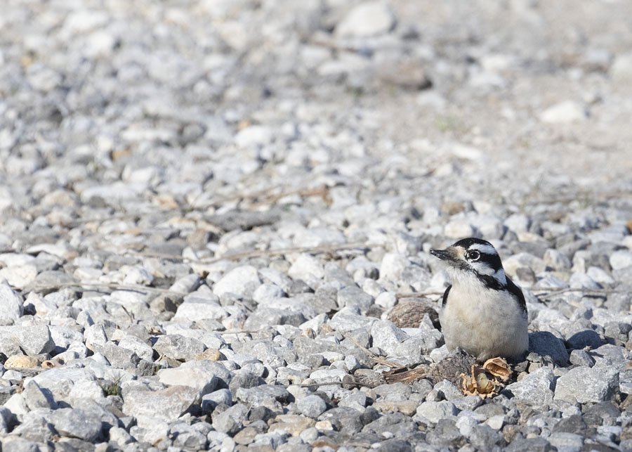 Male Downy Woodpecker on a gravel road at Joseph H. Williams Tallgrass Prairie Preserve, Osage County, Oklahoma