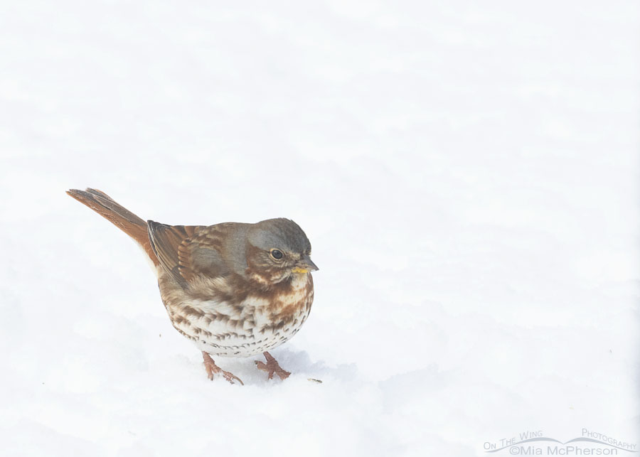 Red Fox Sparrow on snow in Arkansas, Sebastian County