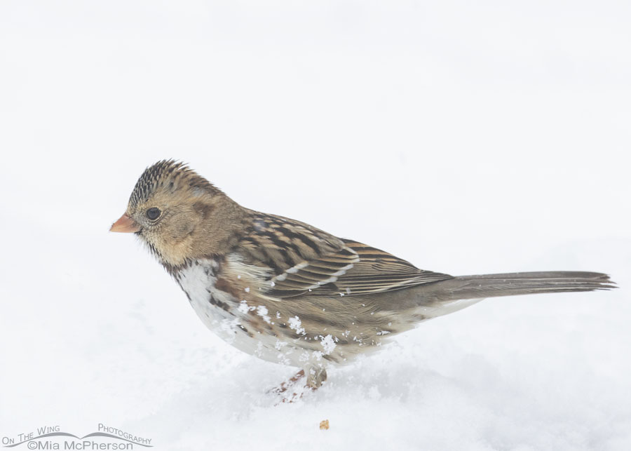 First winter Harris's Sparrow in a snowstorm, Sebastian County, Arkansas