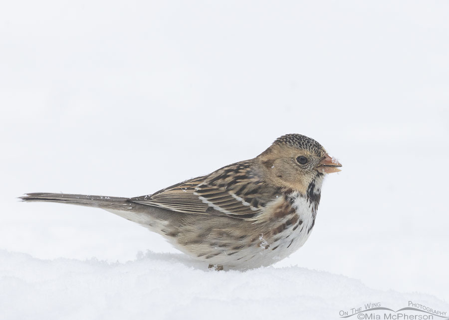 Immature Harris's Sparrow in snow in Arkansas, Sebastian County