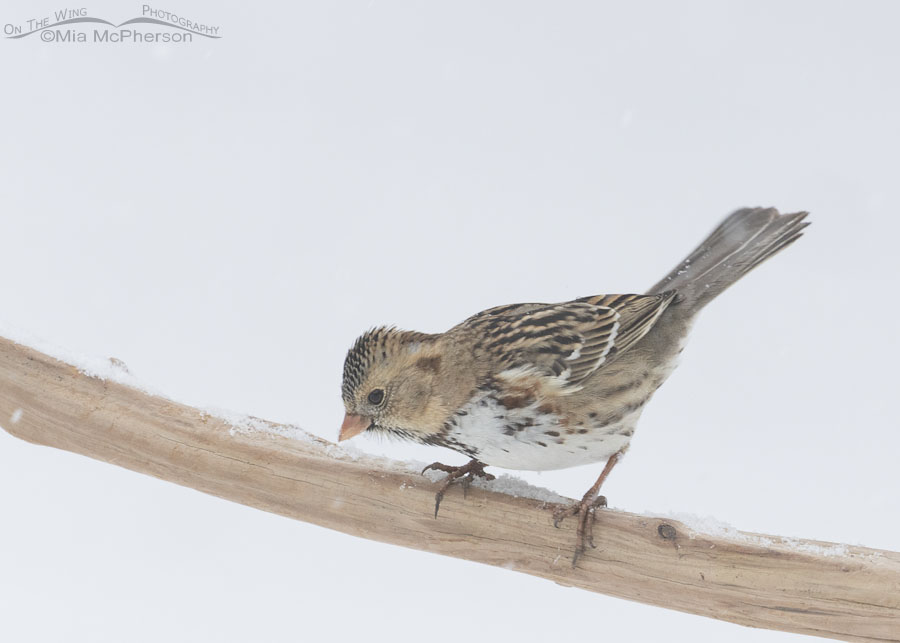 First Winter Harris's Sparrow on a snowy day, Sebastian County, Arkansas