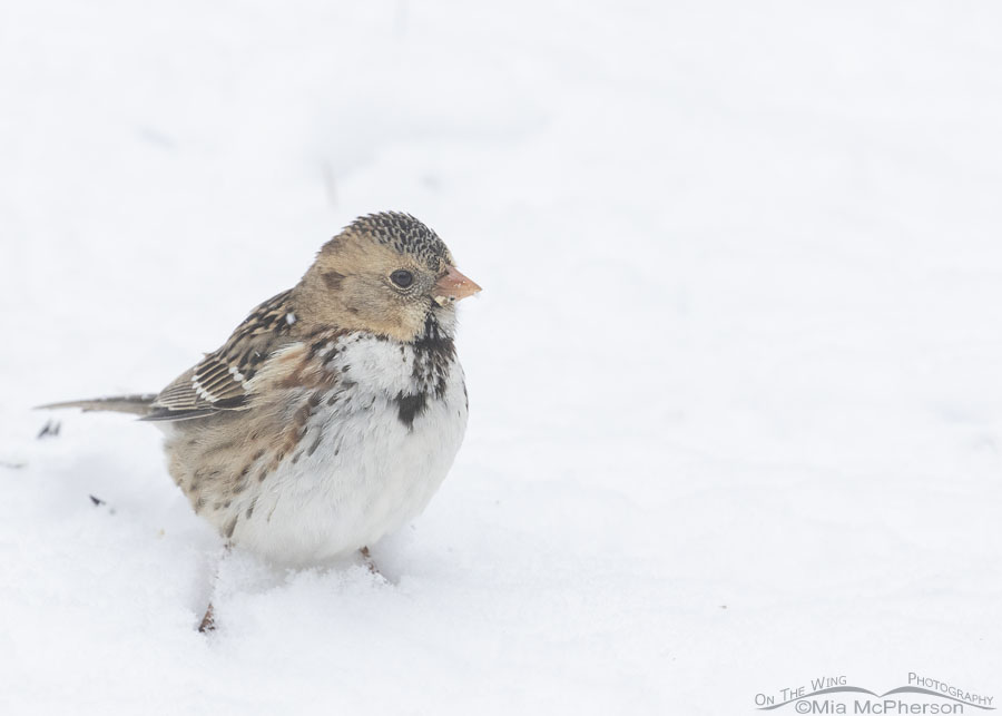 Immature Harris's Sparrow foraging for seeds on snow, Sebastian County, Arkansas