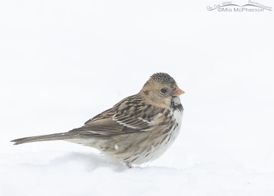 First winter Harris's Sparrow in snow, Sebastian County, Arkansas