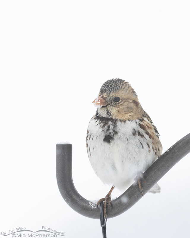 First winter Harris's Sparrow above a seed feeder, Sebastian County, Arkansas