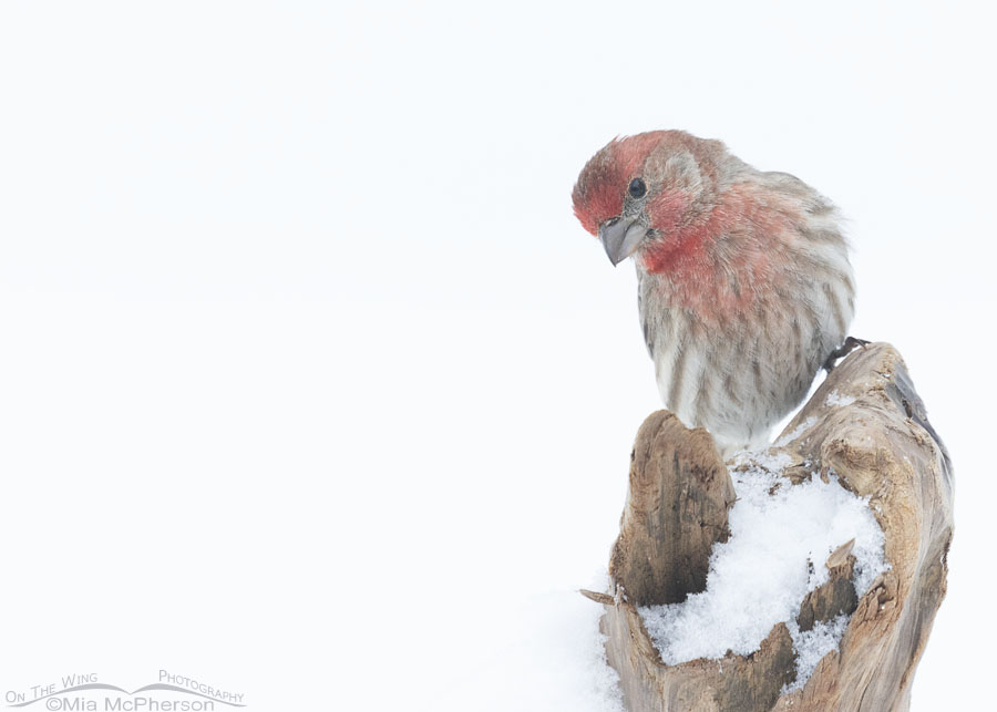 Male House Finch on a snowy Arkansas morning, Sebastian County, Arkansas