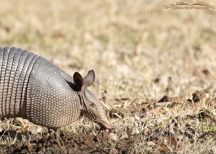 Nine-banded Armadillo close up at Osage Hills State Park, Osage County, Oklahoma