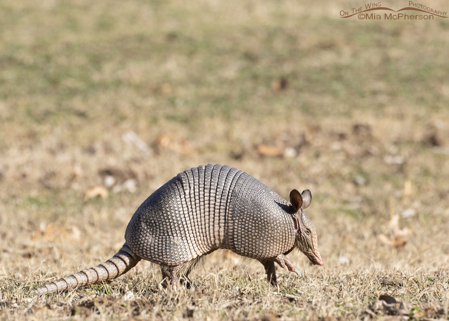 Adult Nine-banded Armadillo walking at Osage Hills State Park, Osage County, Oklahoma