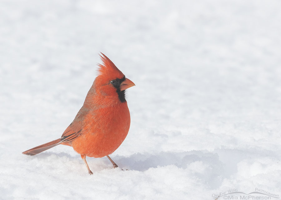 Northern Cardinal male after a snowstorm, Sebastian County, Arkansas