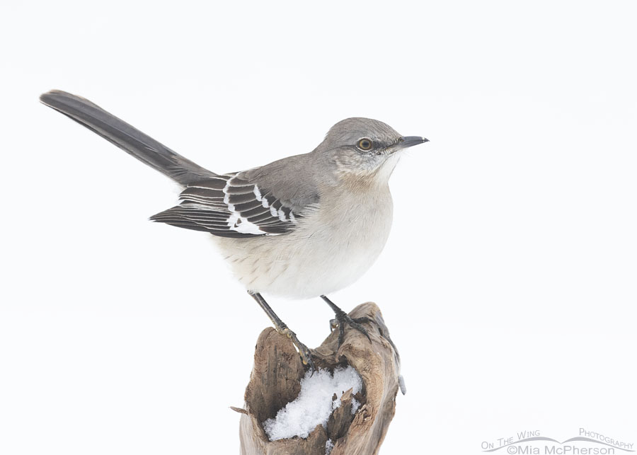 Northern Mockingbird in an Arkansas snowstorm, Sebastian County