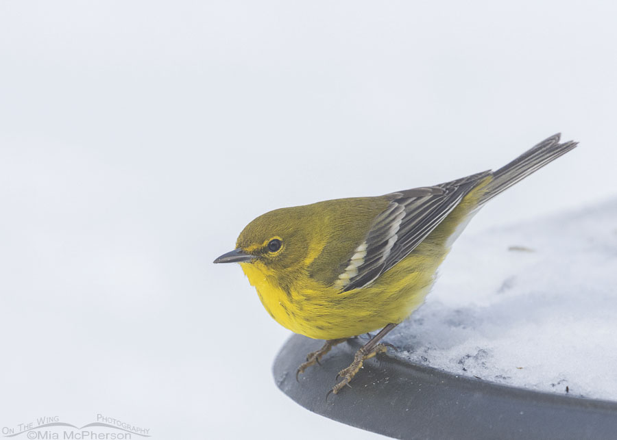 Adult male Pine Warbler and snow in Arkansas, Sebastian County