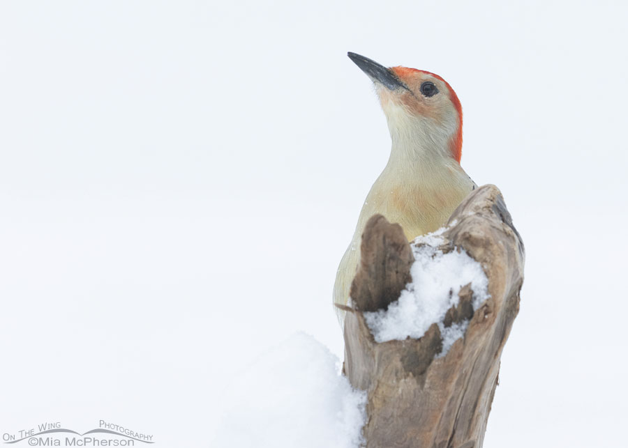 Male Red-bellied Woodpecker close up in a snowstorm, Sebastian County, Arkansas