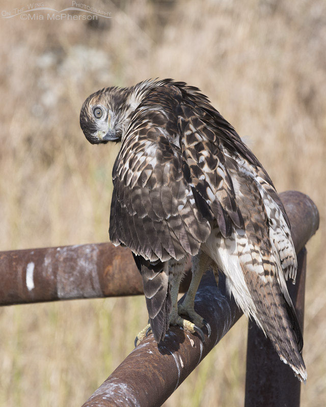 Funny look from a preening juvenile Red-tailed Hawk, Box Elder County, Utah