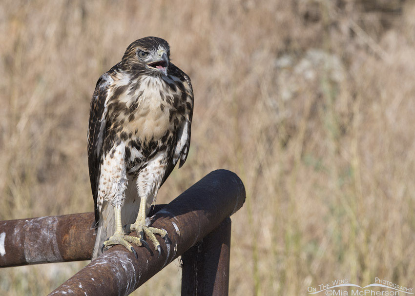 Juvenile Red-tailed Hawk panting in the heat, Box Elder County, Utah