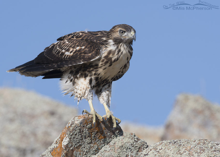 Juvenile Red-tailed Hawk perched on a lichen covered rock, Box Elder County, Utah