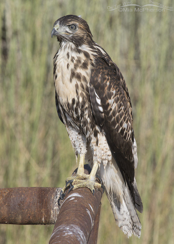 Juvenile Red-tailed Hawk on rusty metal pipes, Box Elder County, Utah