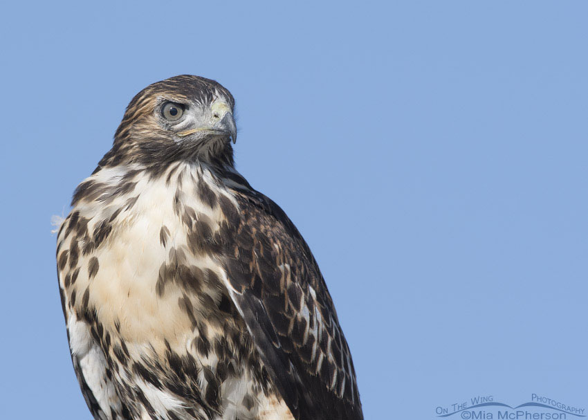 Portrait of a juvenile Red-tailed Hawk in northern Utah, Box Elder County, Utah