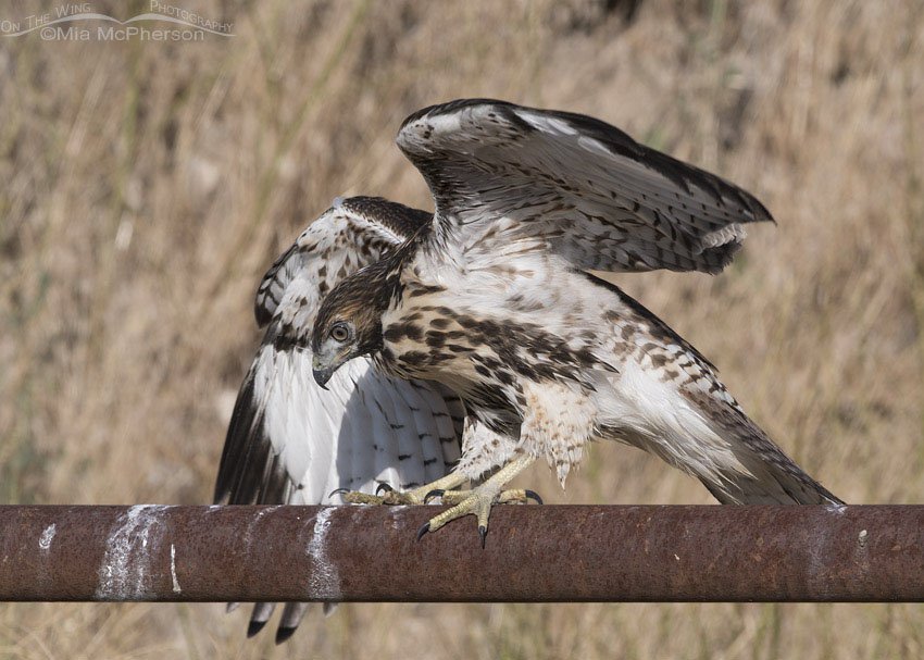 Juvenile Red-tailed Hawk having trouble with its balance, Box Elder County, Utah