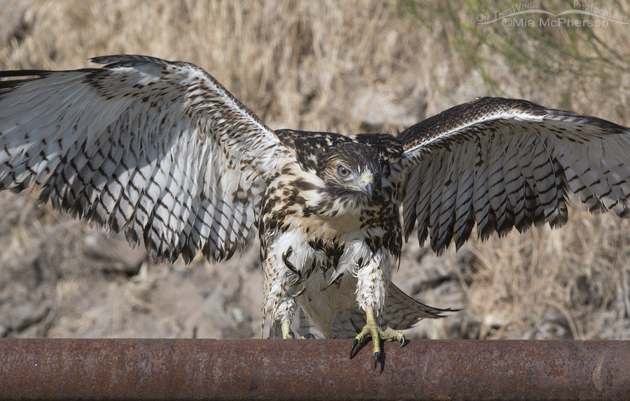 Wet and bedraggled Red-tailed Hawk juvenile, Box Elder County, Utah