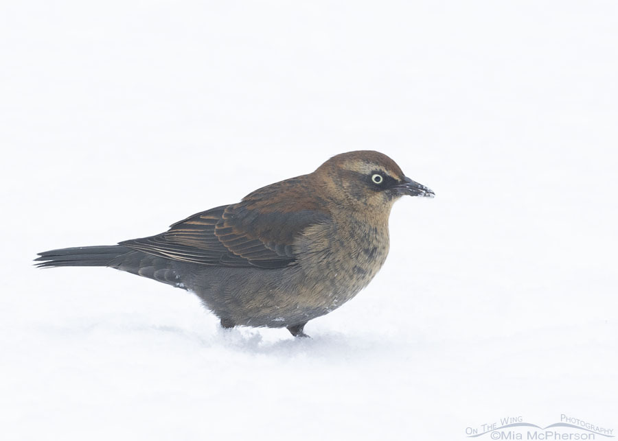 Low light Rusty Blackbird in snowy conditions, Sebastian County, Arkansas