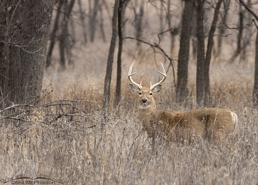 White-tailed Deer buck near a Cross Timbers forest edge, Joseph H. Williams Tallgrass Prairie Preserve, Osage County, Oklahoma