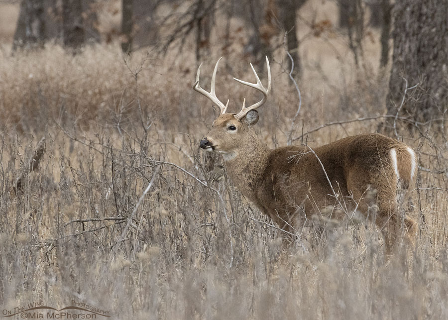 Oklahoma tallgrass prairie White-tailed Deer buck, Joseph H. Williams Tallgrass Prairie Preserve, Osage County, Oklahoma