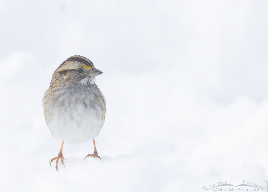 Snowy adult White-throated Sparrow, Sebastian County, Arkansas