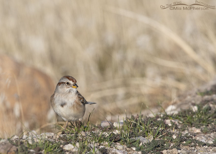 American Tree Sparrow foraging on the bare ground, Antelope Island State Park, Davis County, Utah