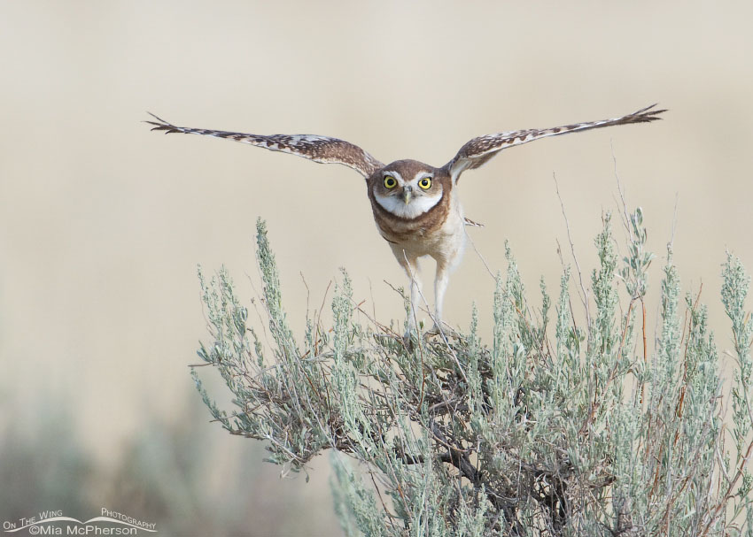 Juvenile Burrowing Owl attempting to regain its balance, Antelope Island State Park, Davis County, Utah