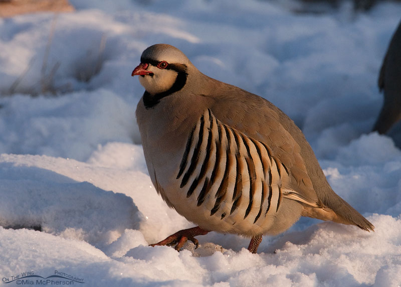 Chukar fluffed up against the cold, Antelope Island State Park, Davis County, Utah