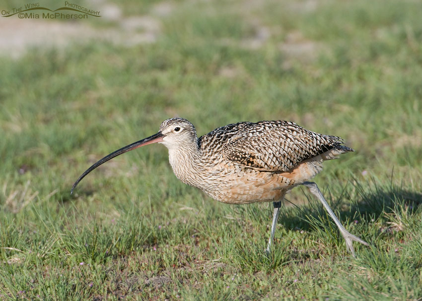 Long-billed Curlew about to lift off, Antelope Island State Park, Davis County, Utah