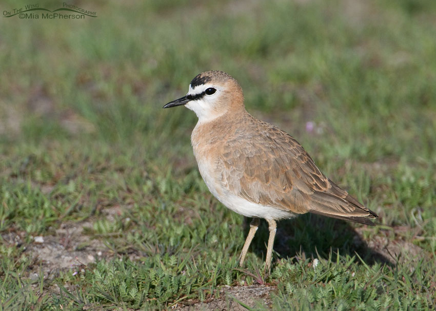 Mountain Plover delight, Antelope Island State Park, Davis County, Utah