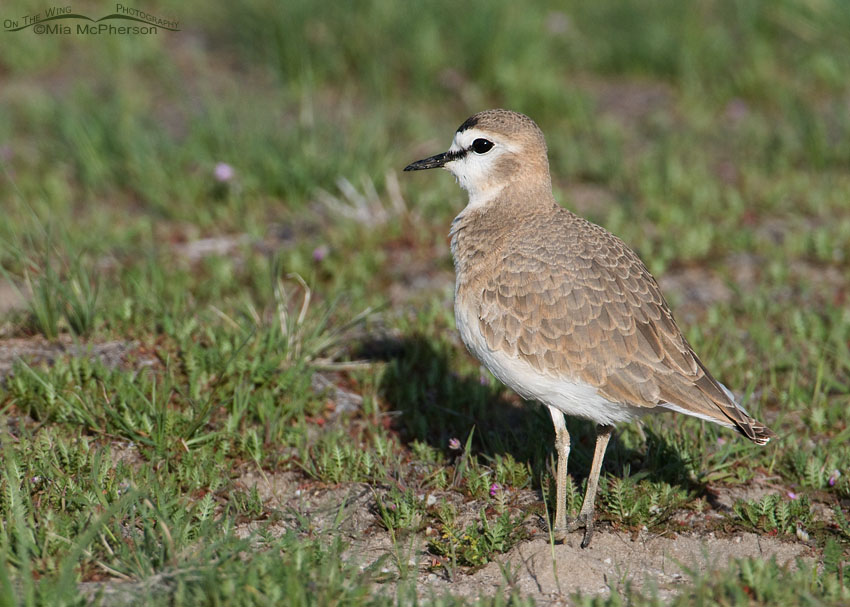 Female Mountain Plover in a field on Antelope Island State Park, Davis County, Utah