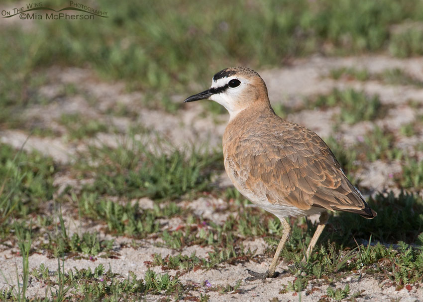 Male Mountain Plover in breeding plumage, Antelope Island State Park, Davis County, Utah