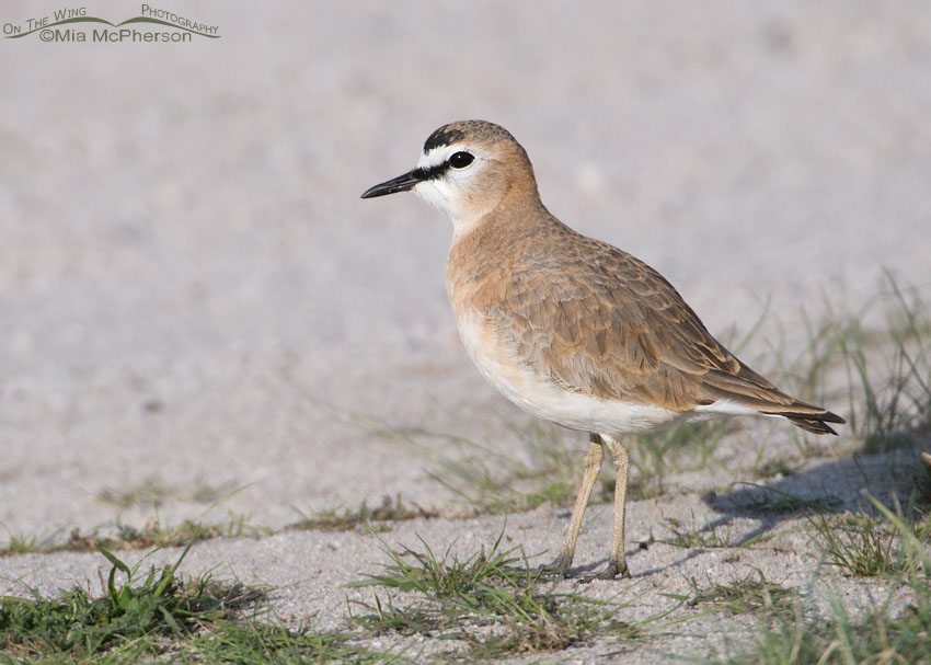 Handsome shorebird, the Mountain Plover, Antelope Island State Park, Davis County, Utah