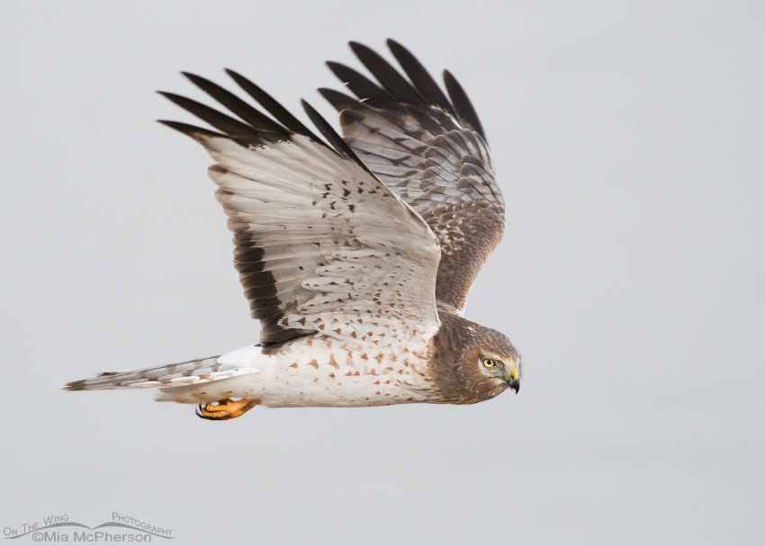 Male Northern Harrier flying near the Great Salt Lake, Antelope Island State Park, Davis County, Utah