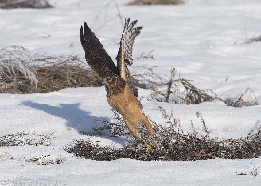 Juvenile female Northern Harrier lifting off from a snowy field, Farmington Bay WMA, Davis County, Utah