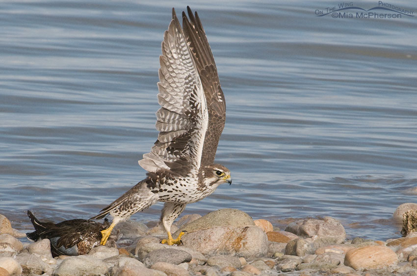 Prairie Falcon lifting Northern Shoveler over rocks on the shoreline of the Great Salt Lake, Antelope Island State Park in Davis County, Utah