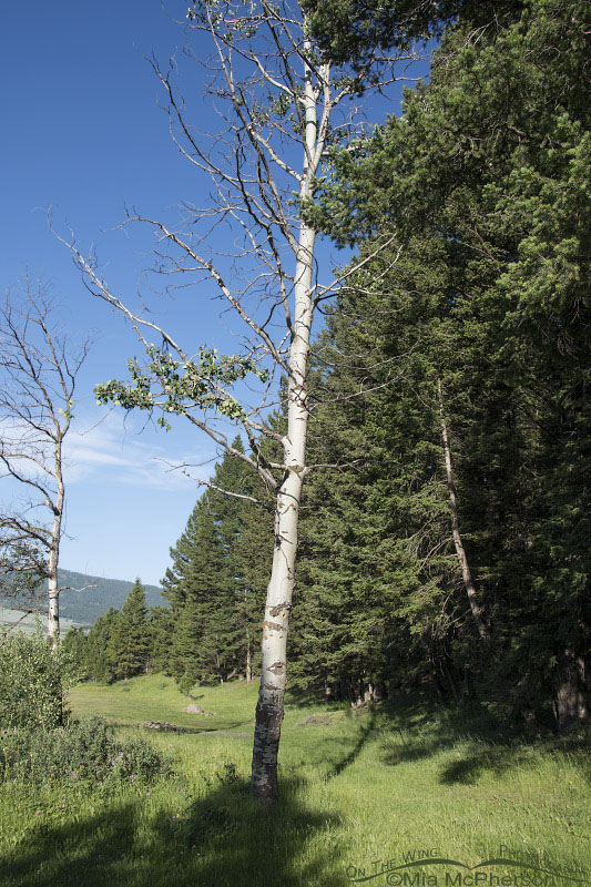 Red-naped Sapsucker nesting cavity tree, Targhee National Forest, Clark County, Idaho