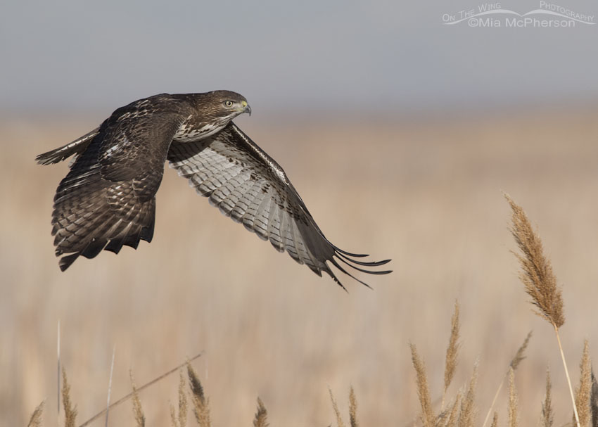 Immature Red-tailed Hawk flying over the marsh at Farmington Bay WMA, Davis County, Utah