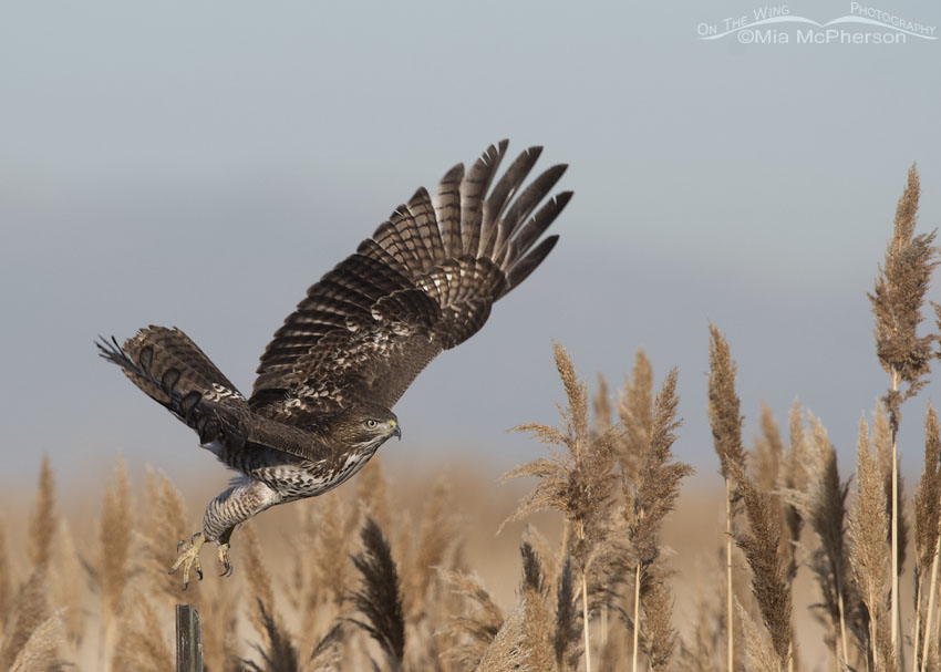 Immature Red-tailed Hawk lifting off from a metal pole, Farmington Bay WMA, Davis County, Utah