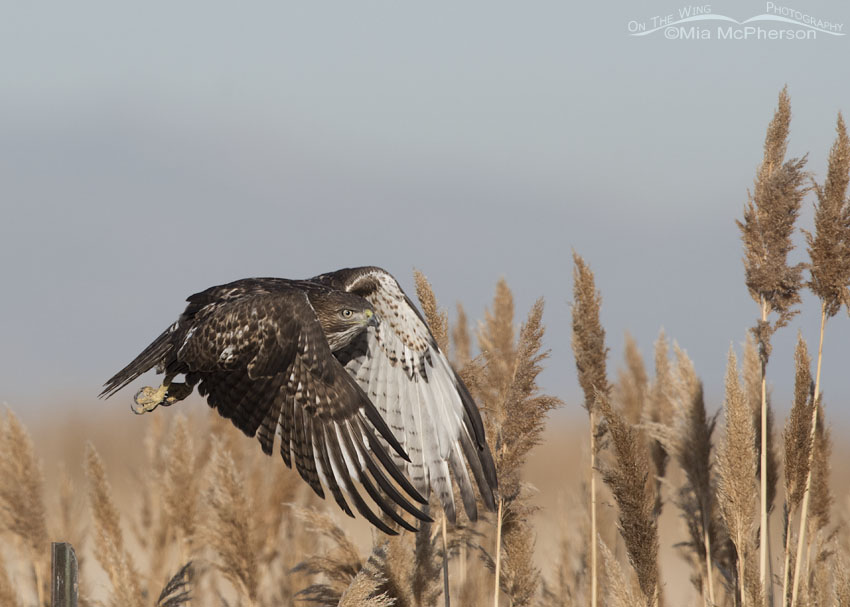 Immature Red-tailed Hawk immediately after lift off, Farmington Bay WMA, Davis County, Utah