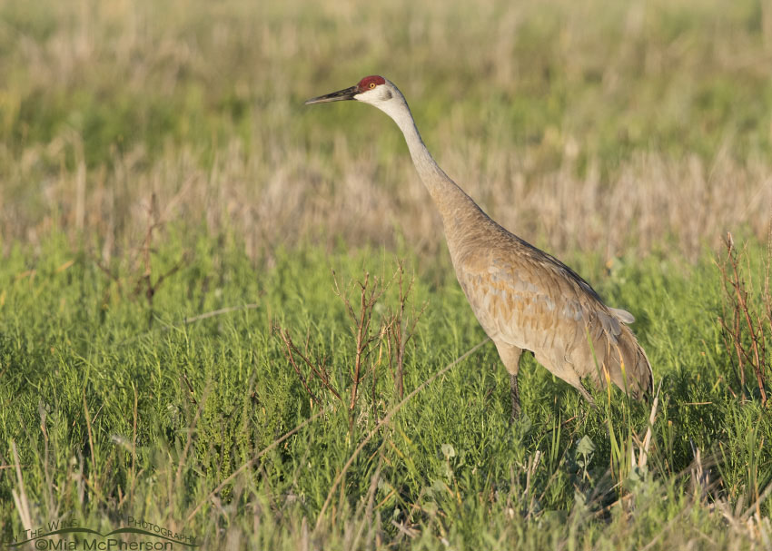 Sandhill Crane right after the sunrise, Bear River Migratory Bird Refuge, Box Elder County, Utah