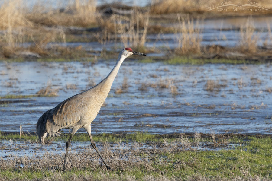 Sandhill Crane foraging near the causeway to Antelope Island State Park, Davis County, Utah